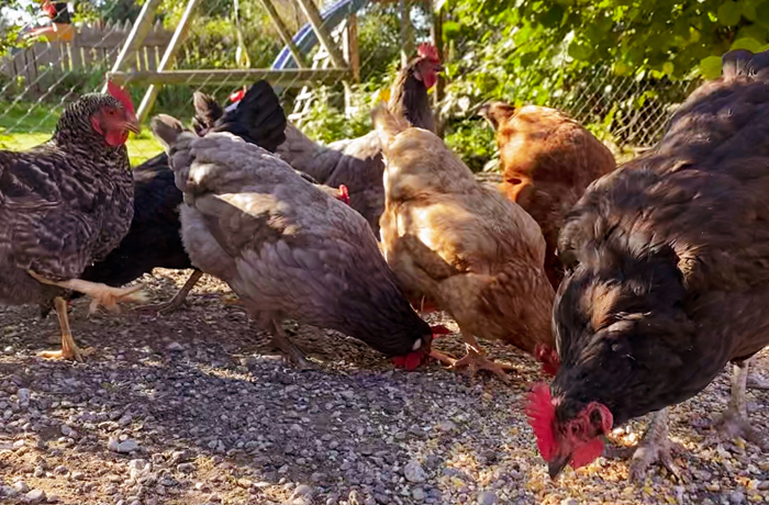 家禽の飼料