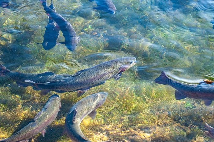 魚の餌